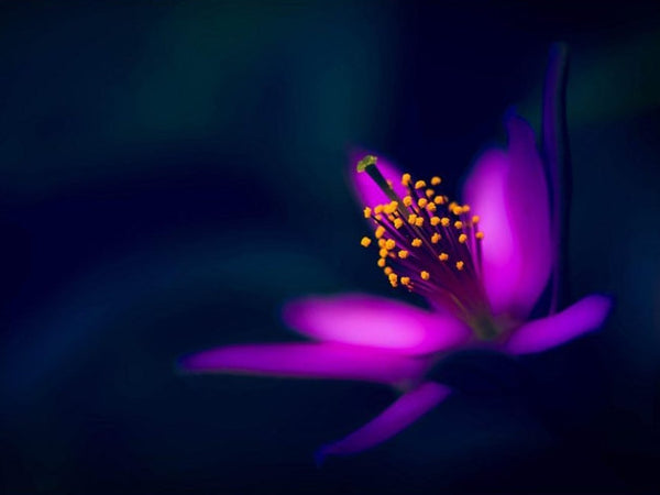 CUSTOMIZED HEALING SESSION WITH JEN